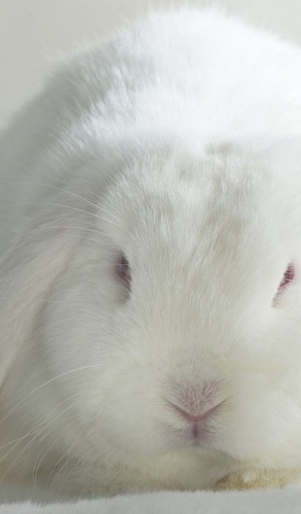 Белый кролик