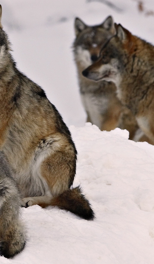 Волчье семейство