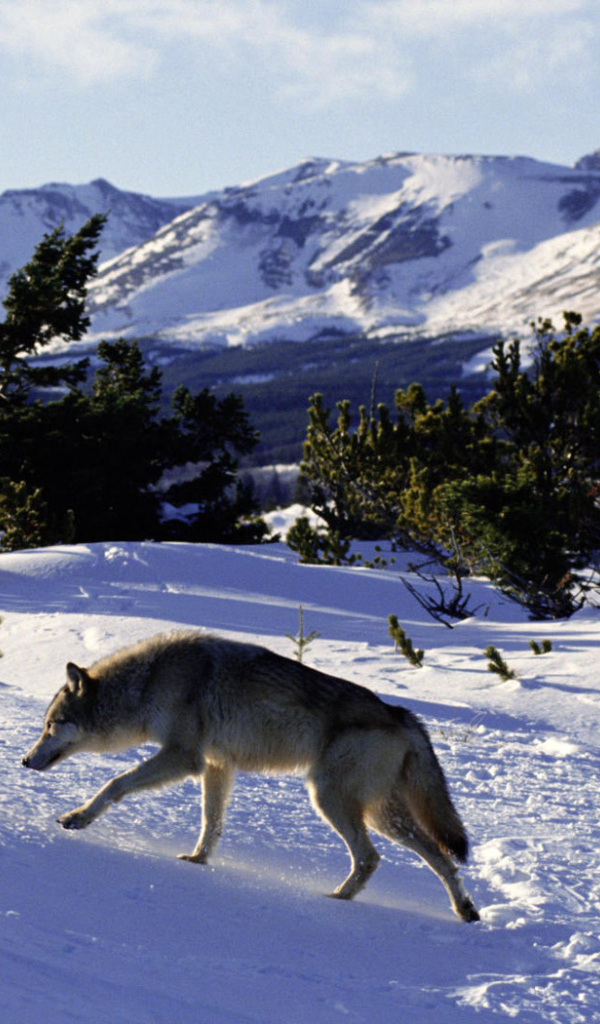 Волк идет по следу
