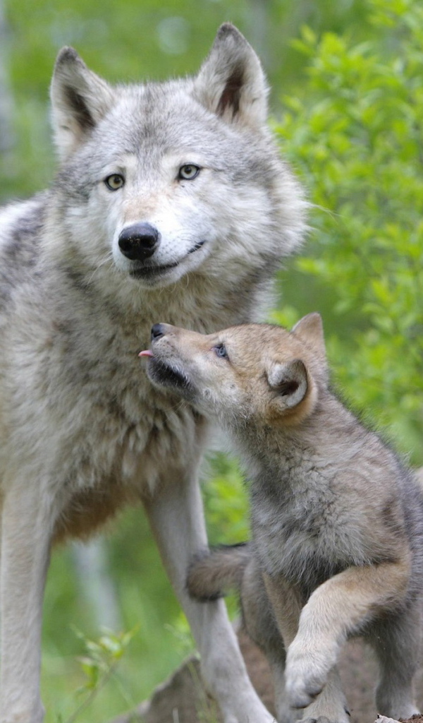 Волчица с волчонком