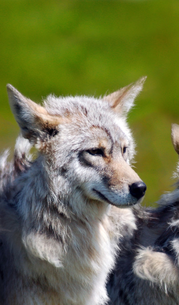 Стая волков