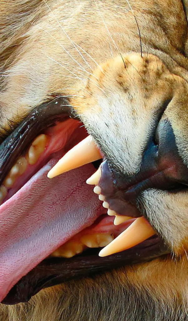 Зевающий лев