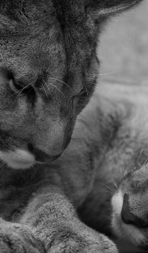 Молодые львы