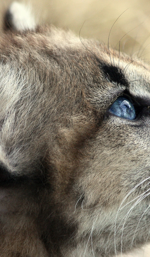 Кошачьи голубые глаза