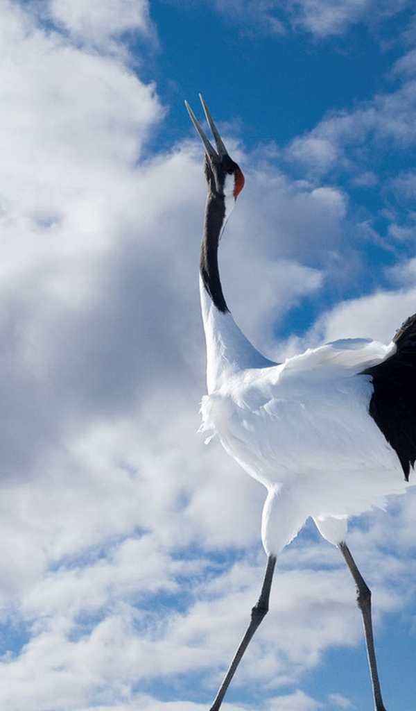 Птичья прогулка