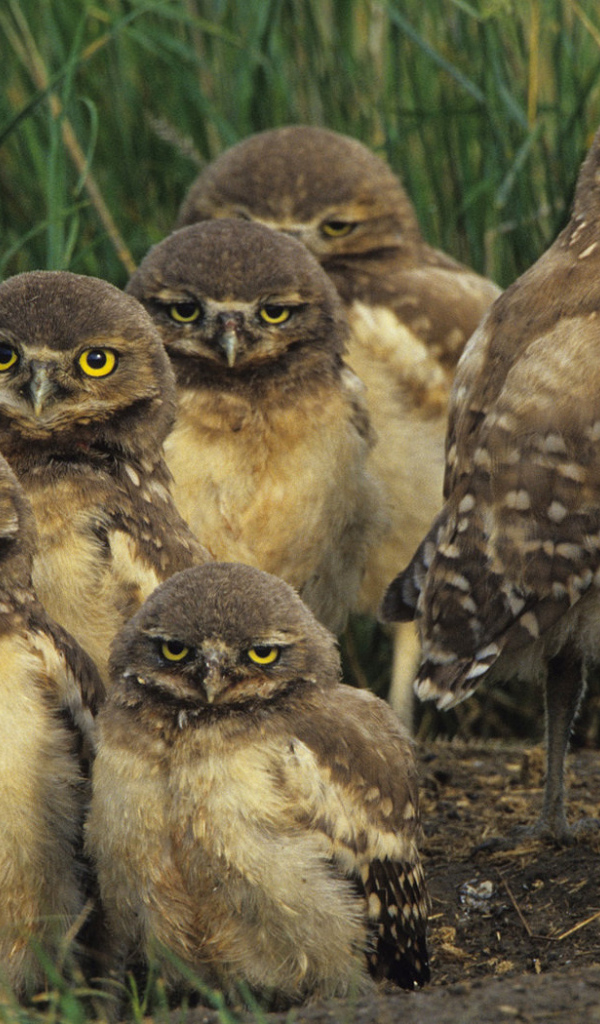 Птичье семейство