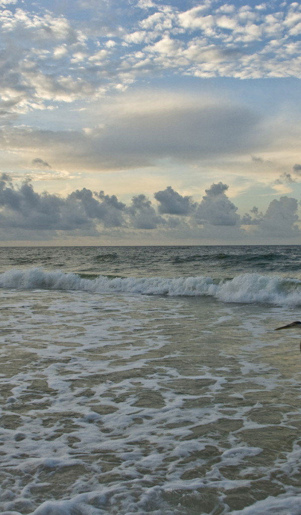 Птица на берегу