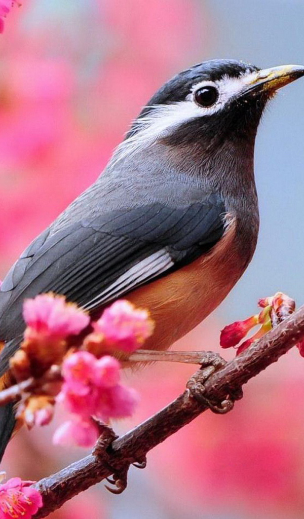 Птичка на ветке