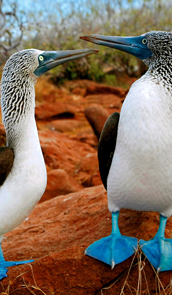 Птички с синими лапами