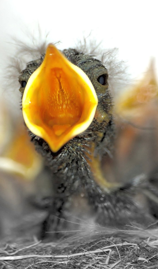 Птенцы в гнезде