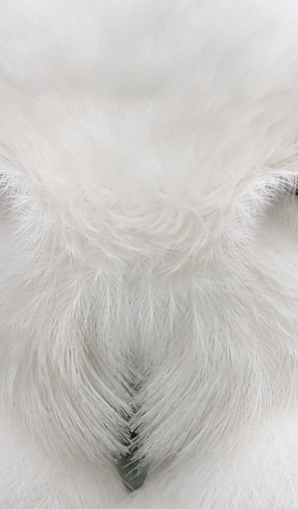 Глаза Хищника