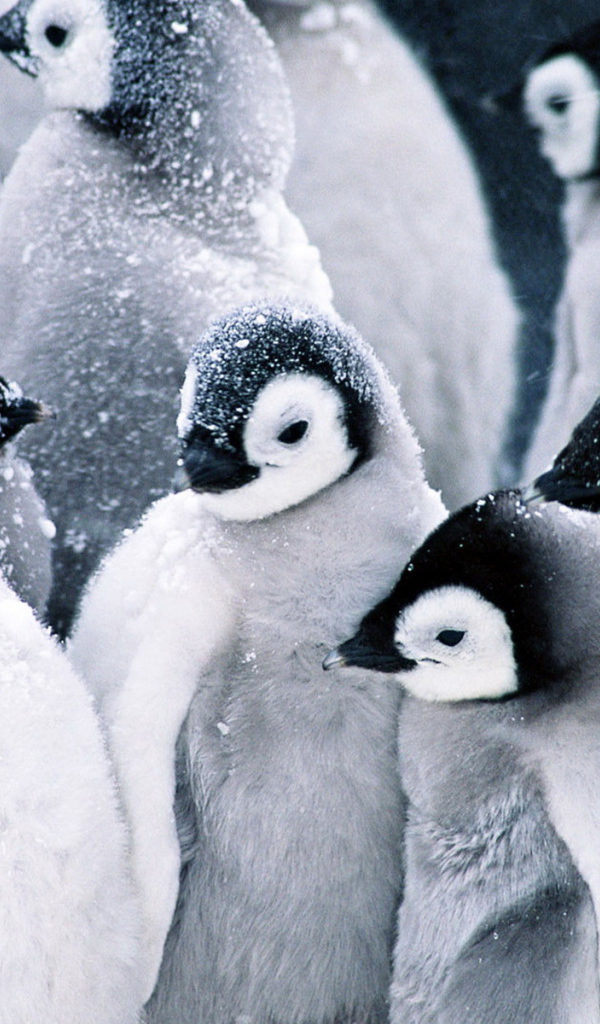 Стая пингвинов