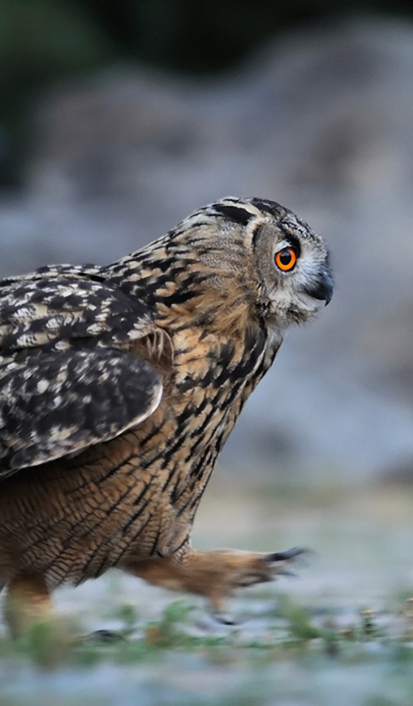 Идущая сова