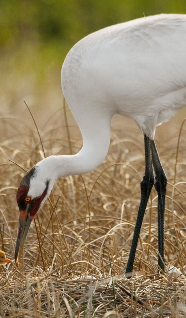 Цапля и птенец