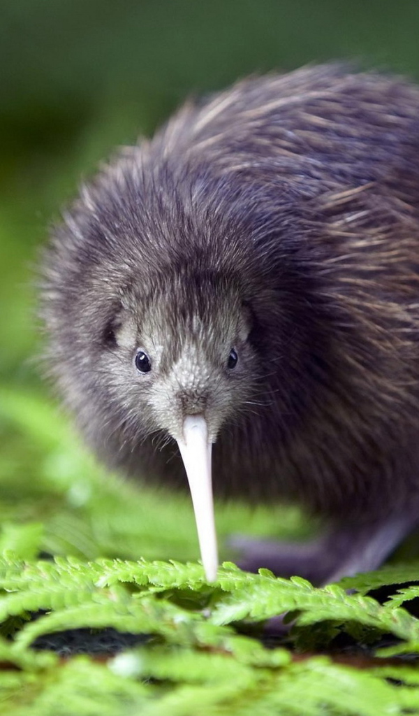 птичка Киви