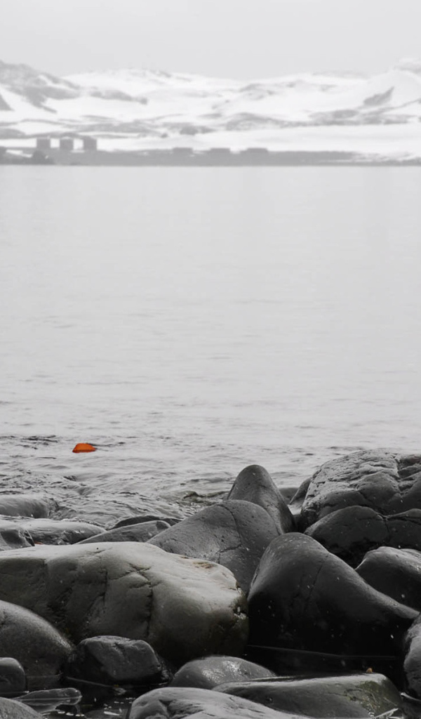 Одинокий пингвин