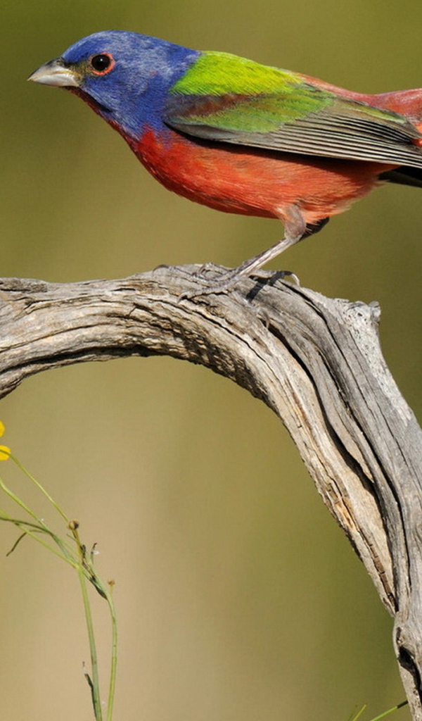 Пестрая овсянка