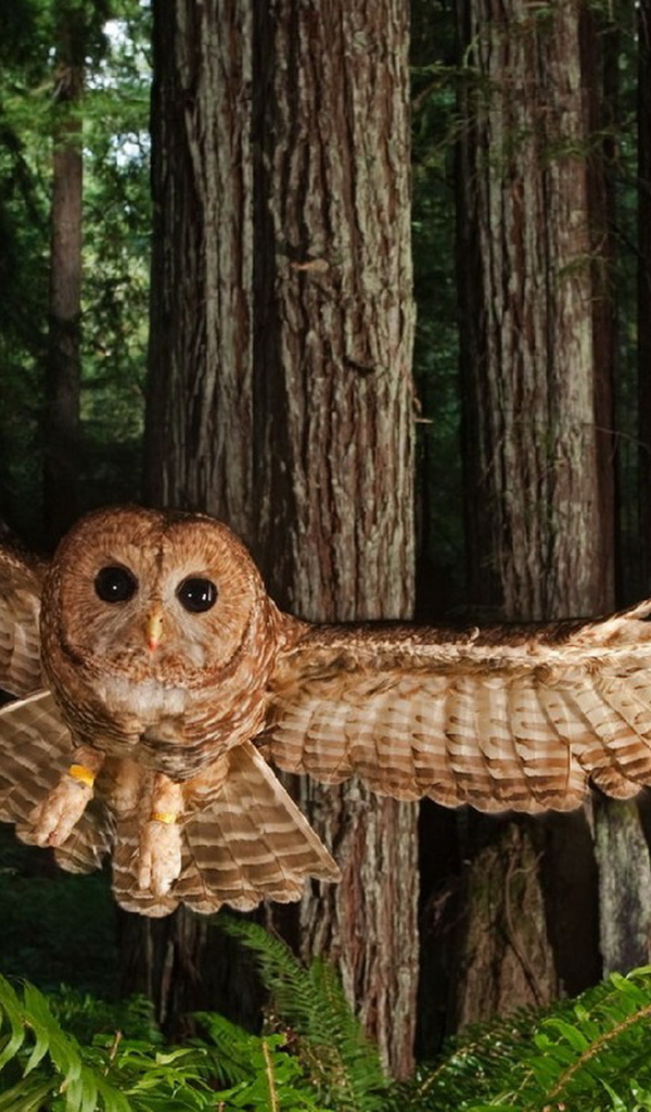 Северная пятнистая сова