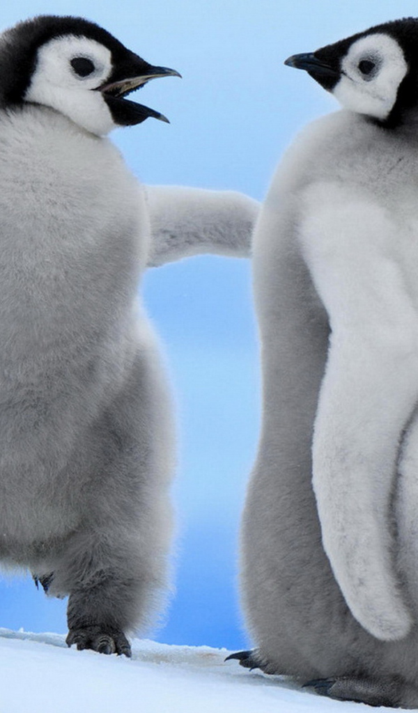 Парочка пингвинчиков