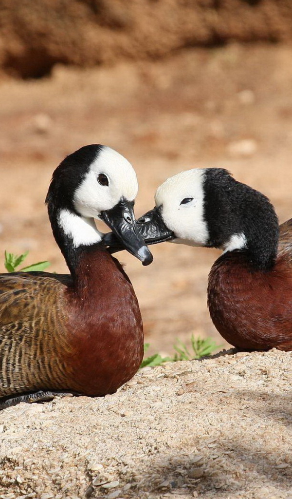 Парочка диких уток