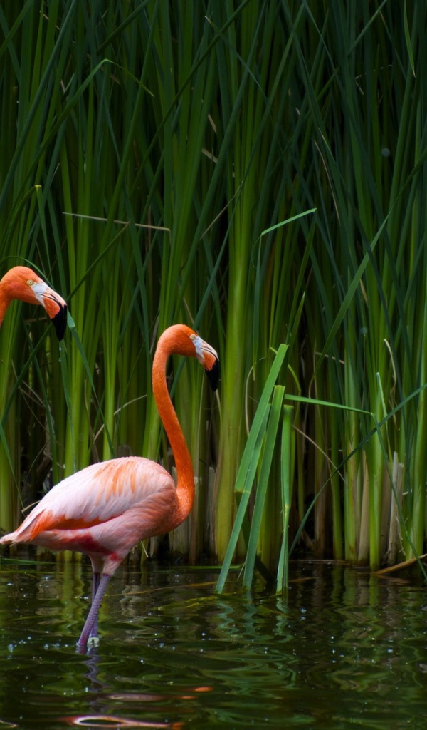 Розовые фламинго
