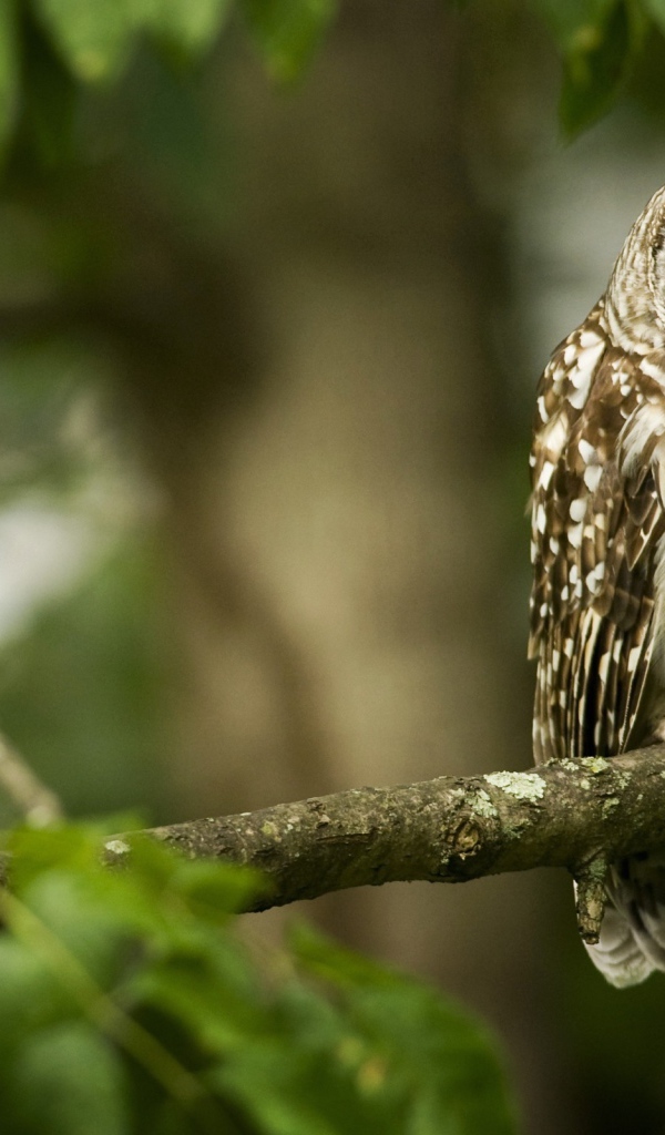 Хищник на ветке