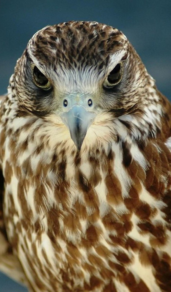 Хищный взгляд