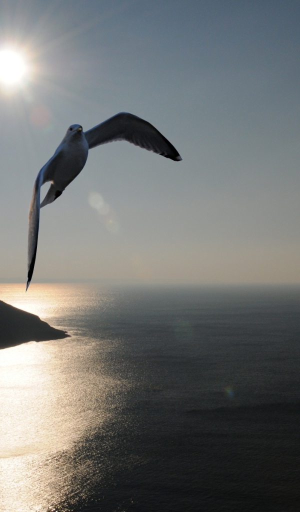 Птица Море Закат