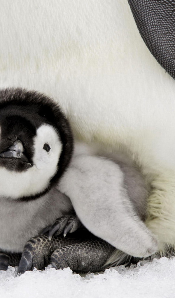 Пингвиненок