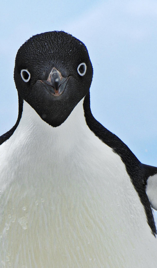 Улыбающийся пингвин