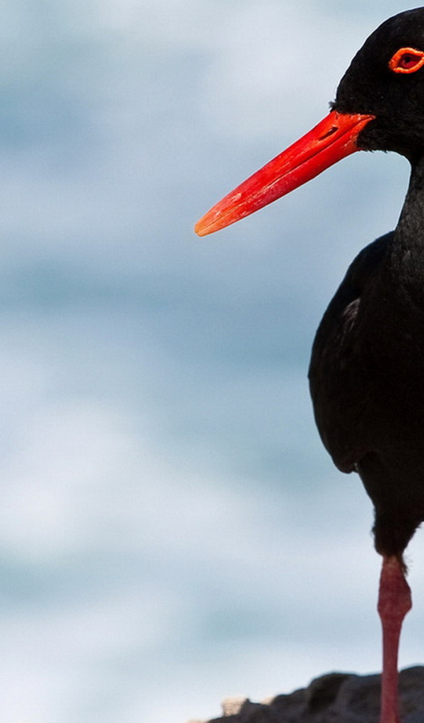 Кулик-сорока