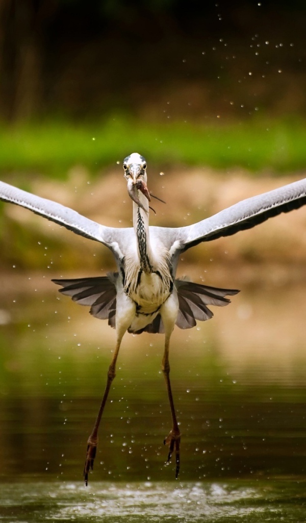 Аист с рыбкой