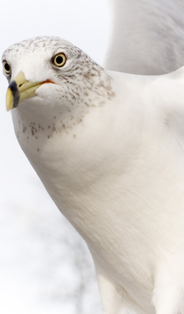 Белый голубь