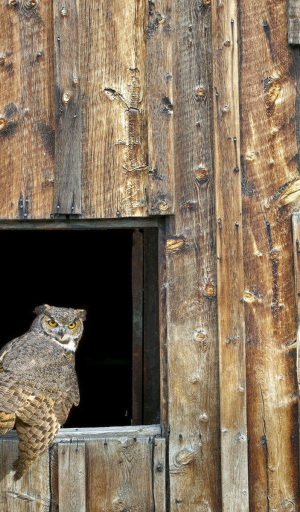Собрание Сов