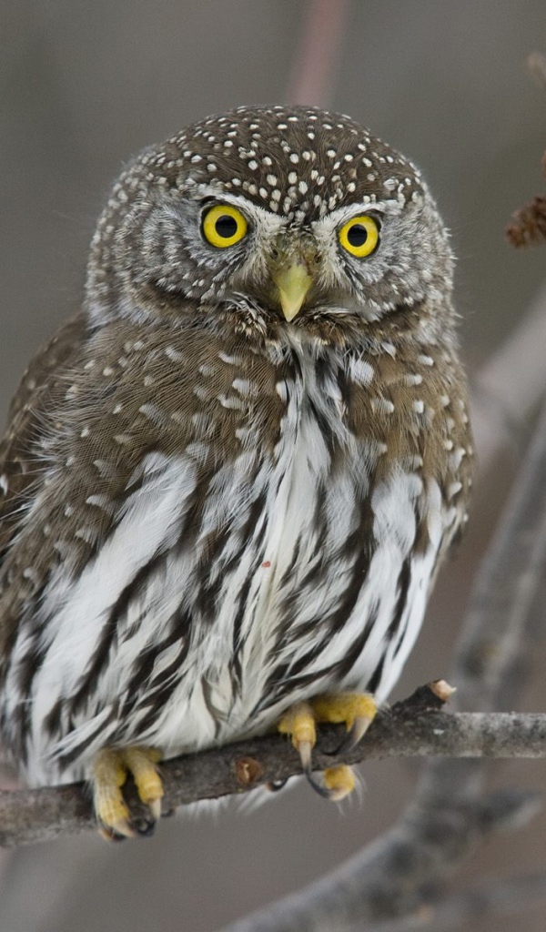 Прикольная сова