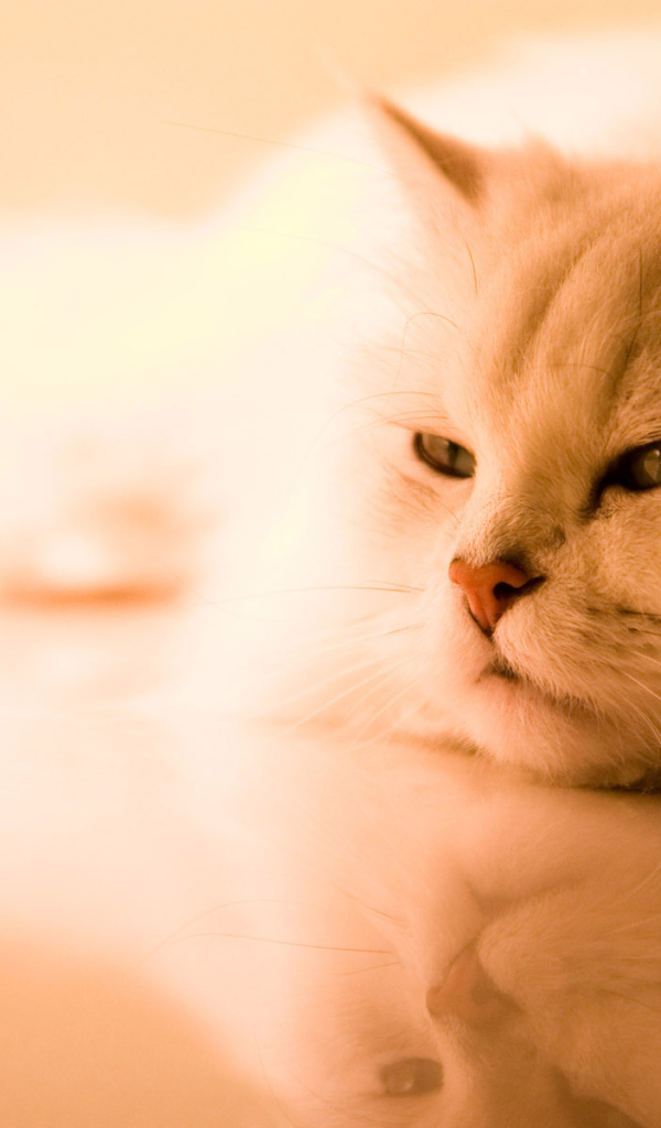 Красивая кошка