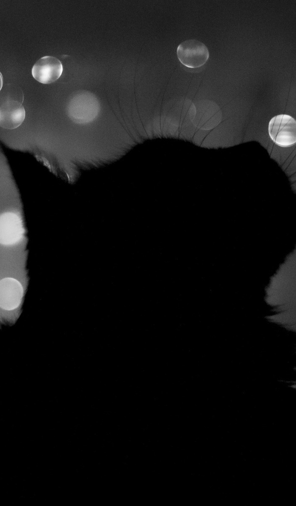 Черный кот в тени