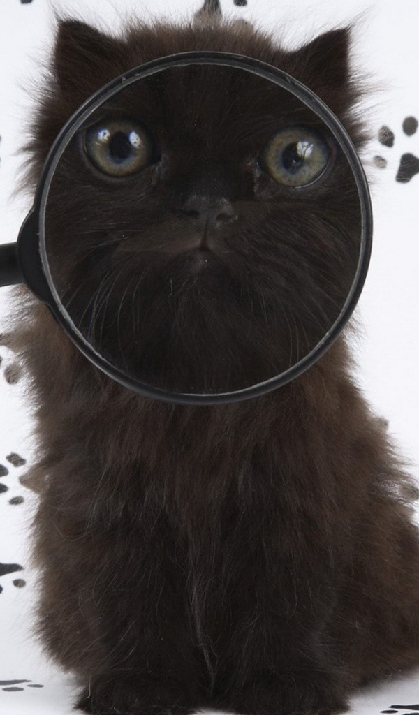 Черный котенок