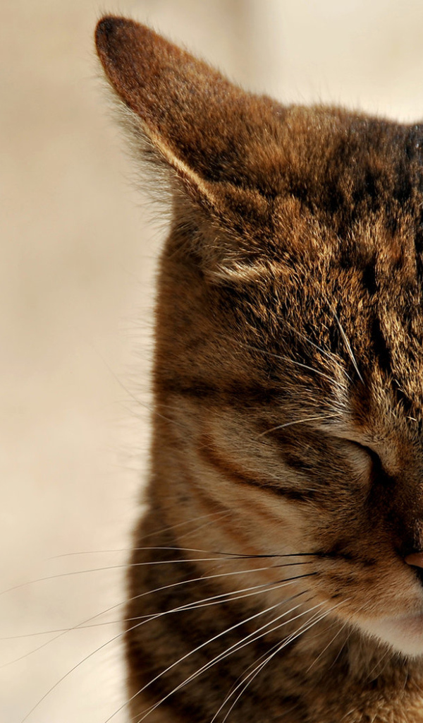 Зажмурившийся кот