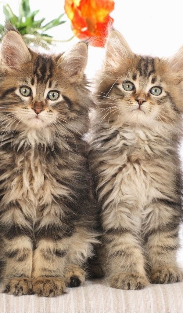 Кошачье семейство