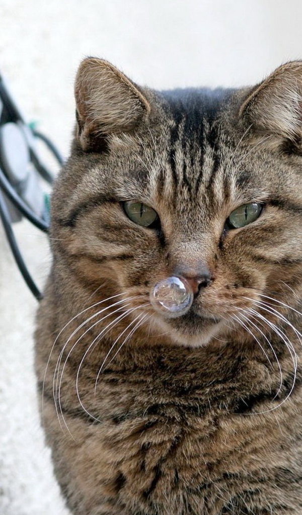 Кот и пузырь