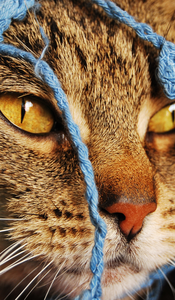 Кошка в кофточке