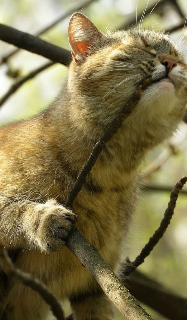 Кот на дереве