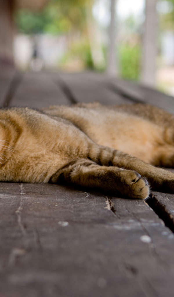 Кошка на полу