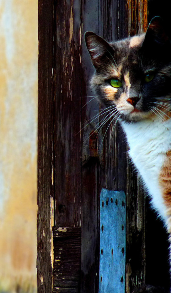 Кошка выглыдывающая из двери