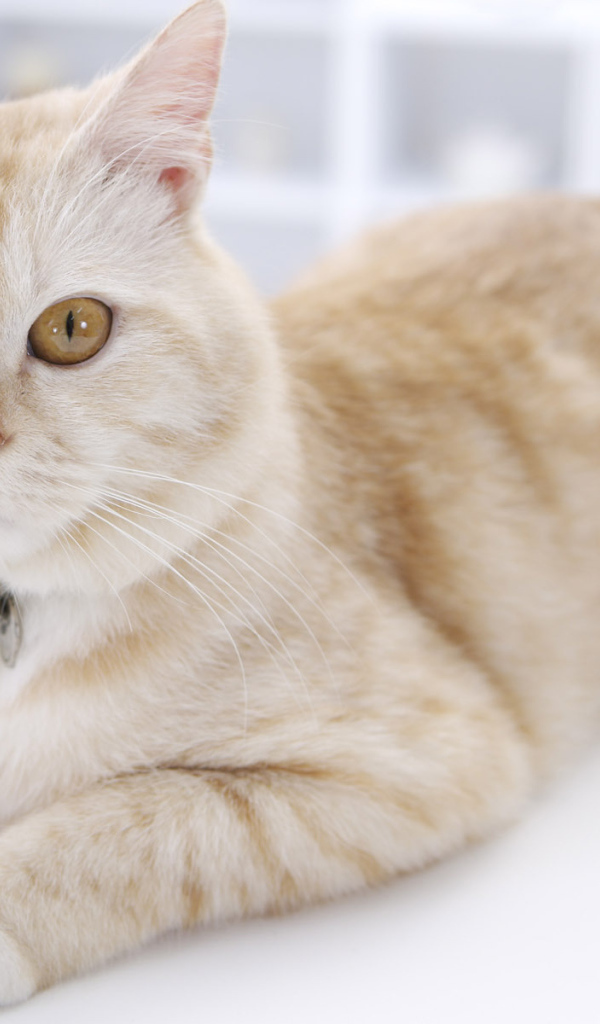 Кошка с кулоном