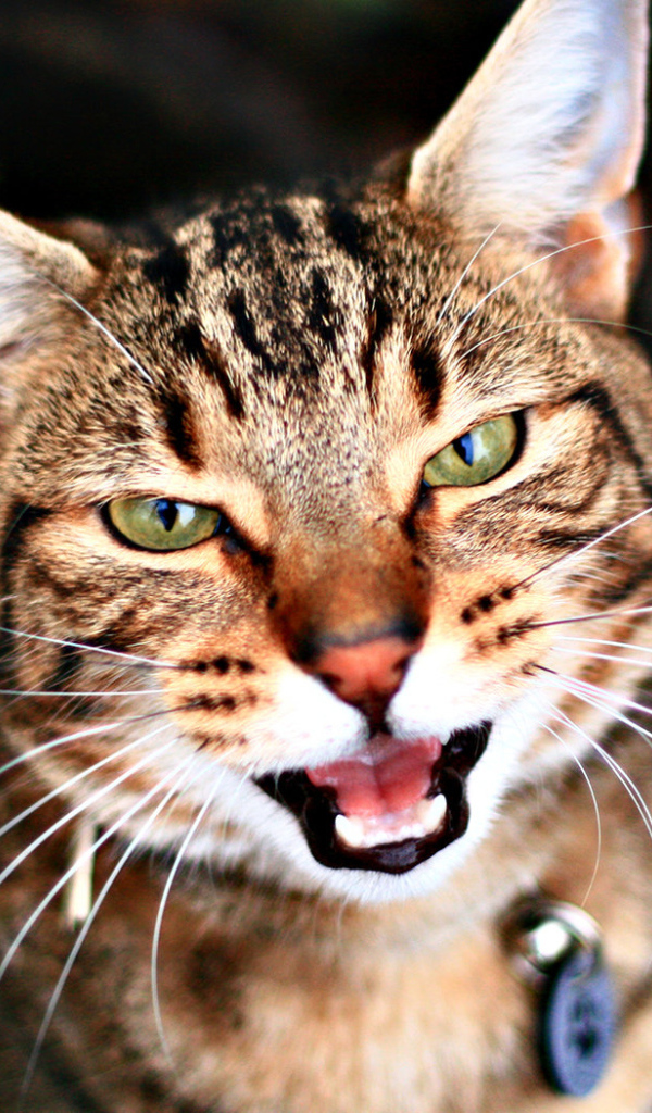 Кариглазый кот