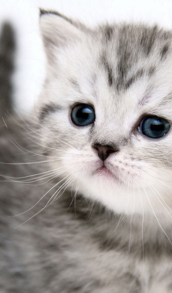 Симпатичный котенок