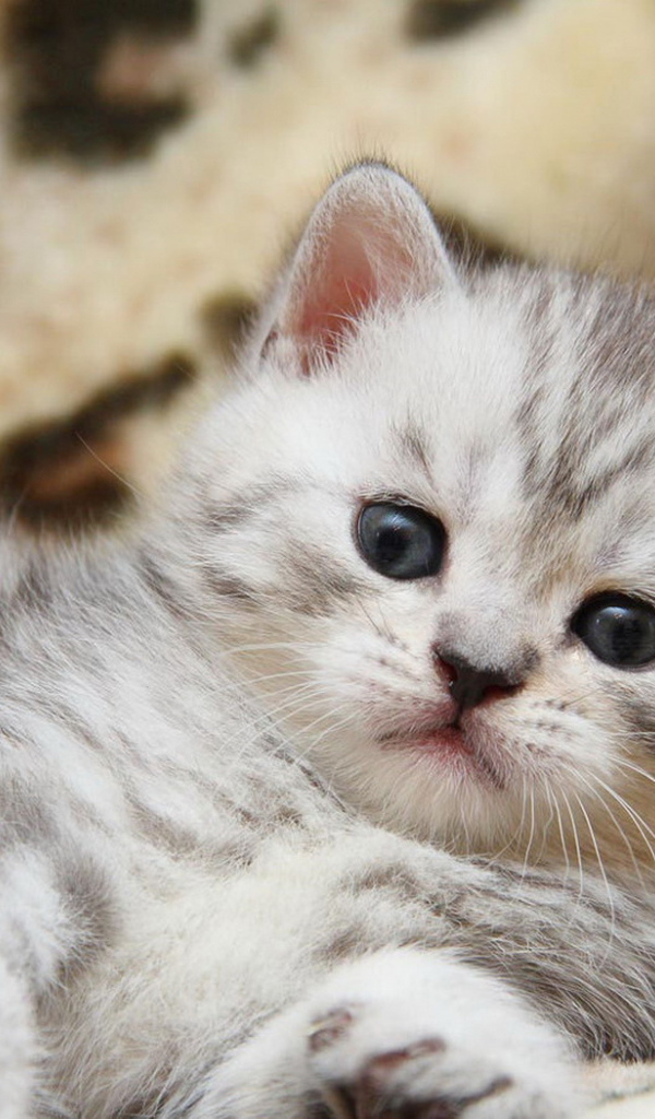 Пушистый котенок