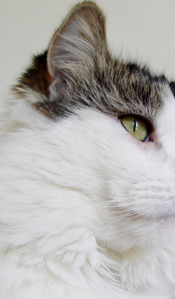 Пушистый кот